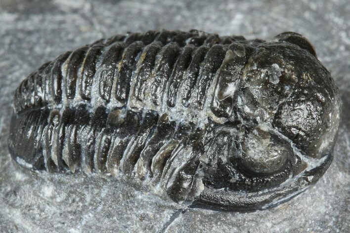 Detailed Gerastos Trilobite Fossil - Morocco #363947